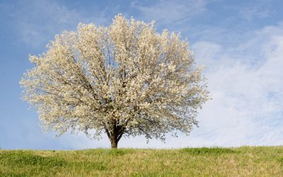 3 Reasons to Avoid Bradford Pear Trees