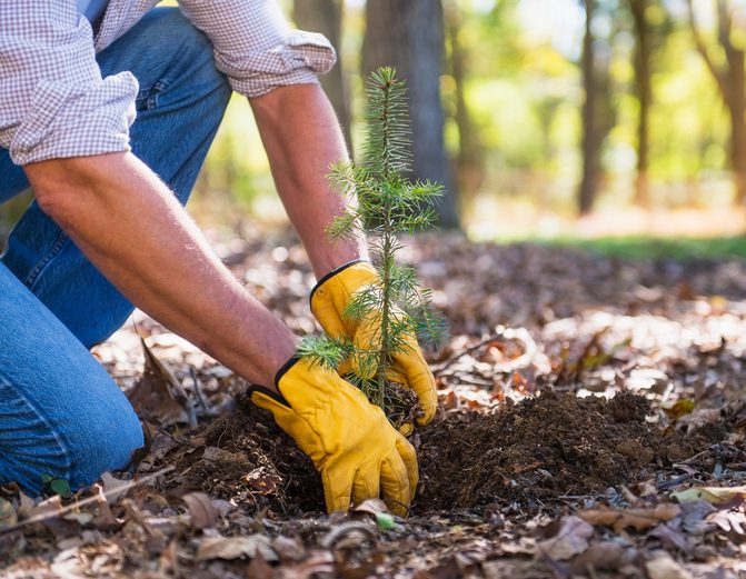 Lee's Nursery and Landscaping | Rock Hill, SC | man planting evergreen tree