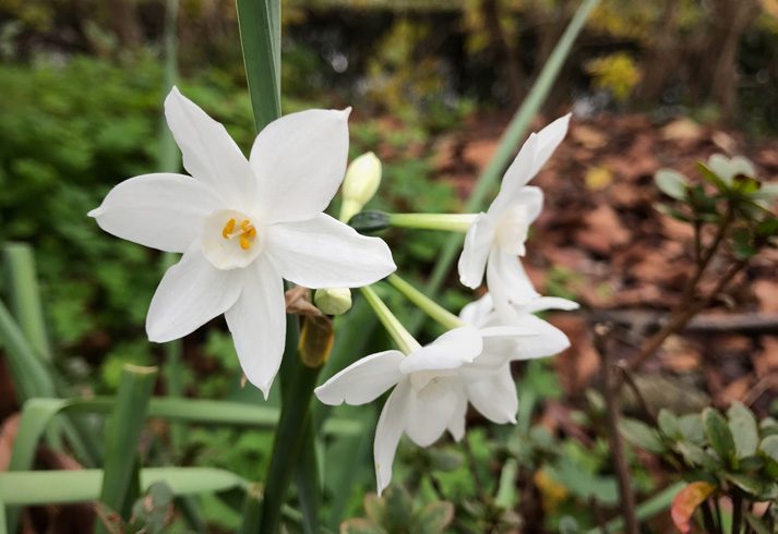 Lee's Nursery and Landscaping | Rock Hill, SC | flowers in bloom